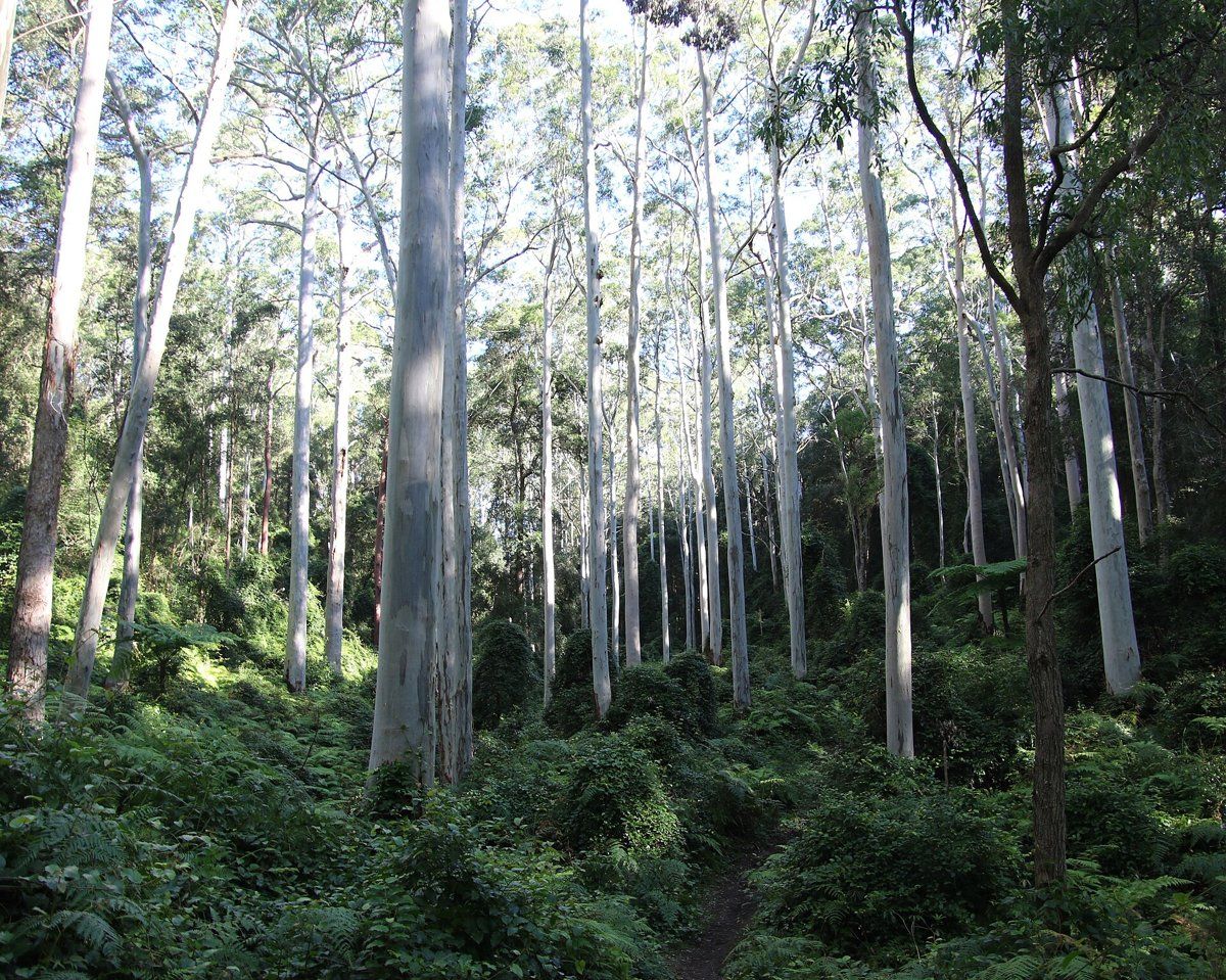 Tall Sydney blue gums in Blue Gum High Forest on volcanic soil at Westleigh