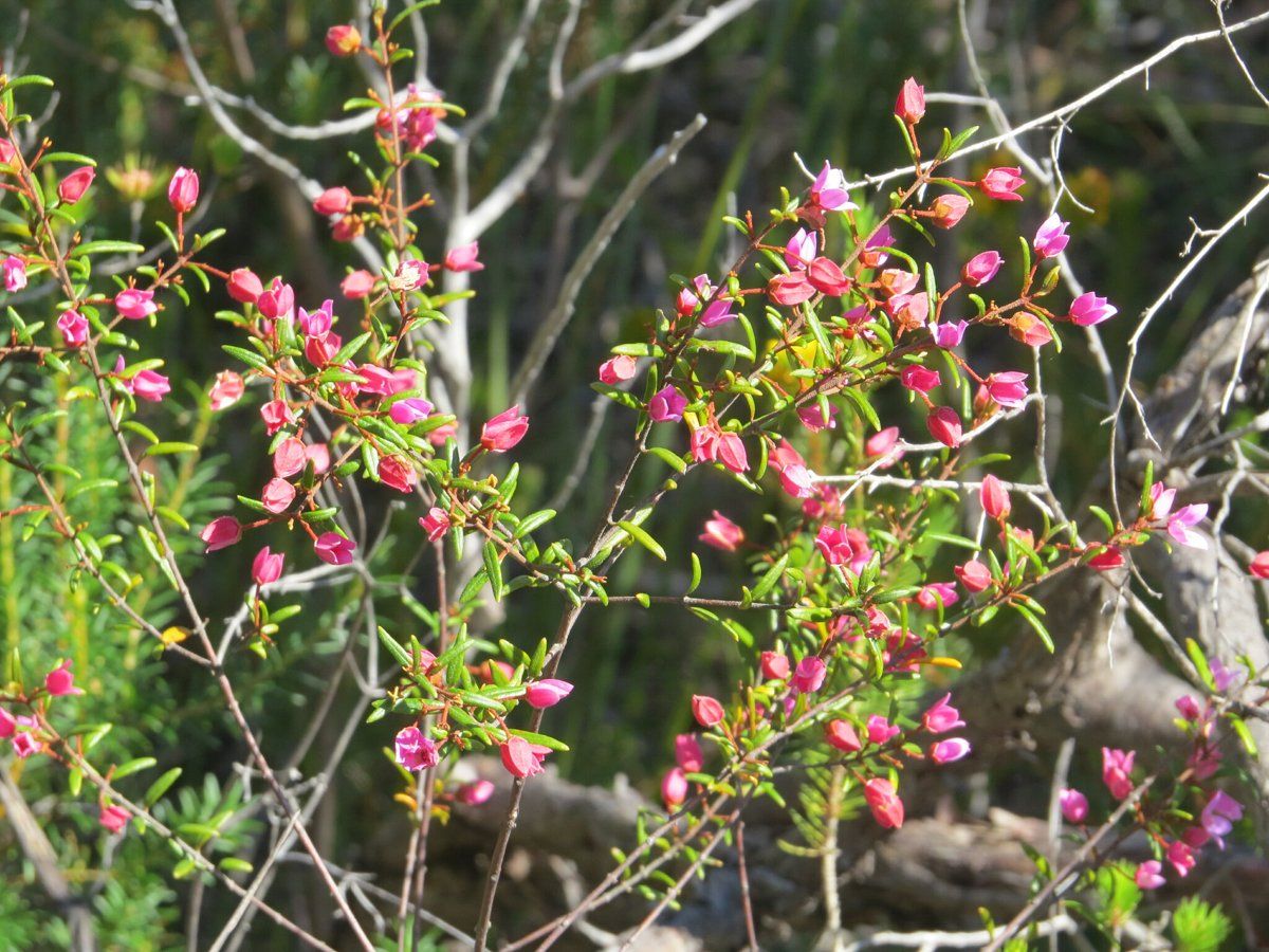 Small pink four-petalled flowers of Sydney boronia among fine leaves in St Ives Chase bushland