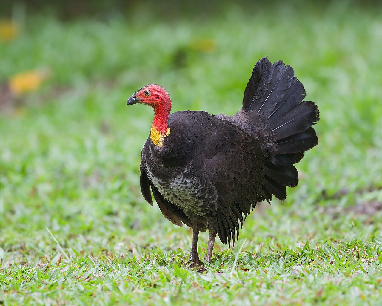 Australian brush turkey walking on a path