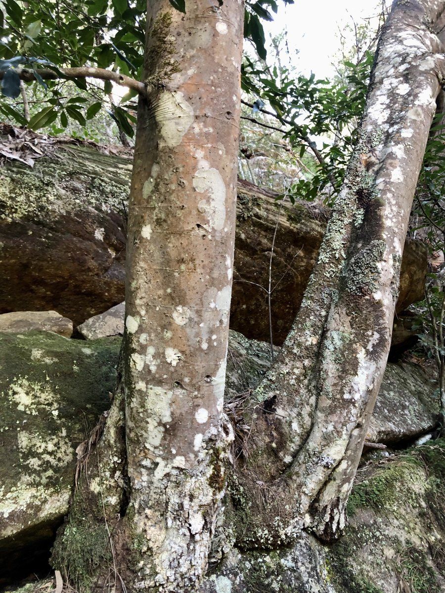 Pale, smooth, mottled trunk of a coachwood tree in moist forest near Cowan Creek