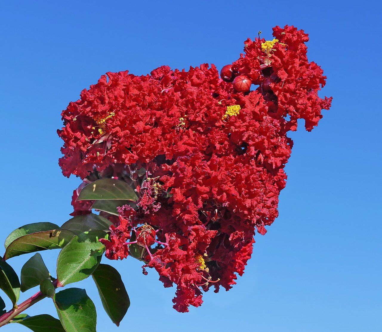 Crepe myrtle in flower with red blooms