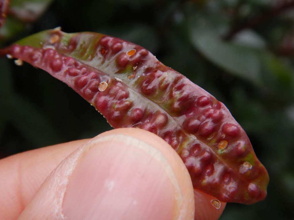 Close-up of a reddish new lilly pilly leaf covered in raised psyllid pimples