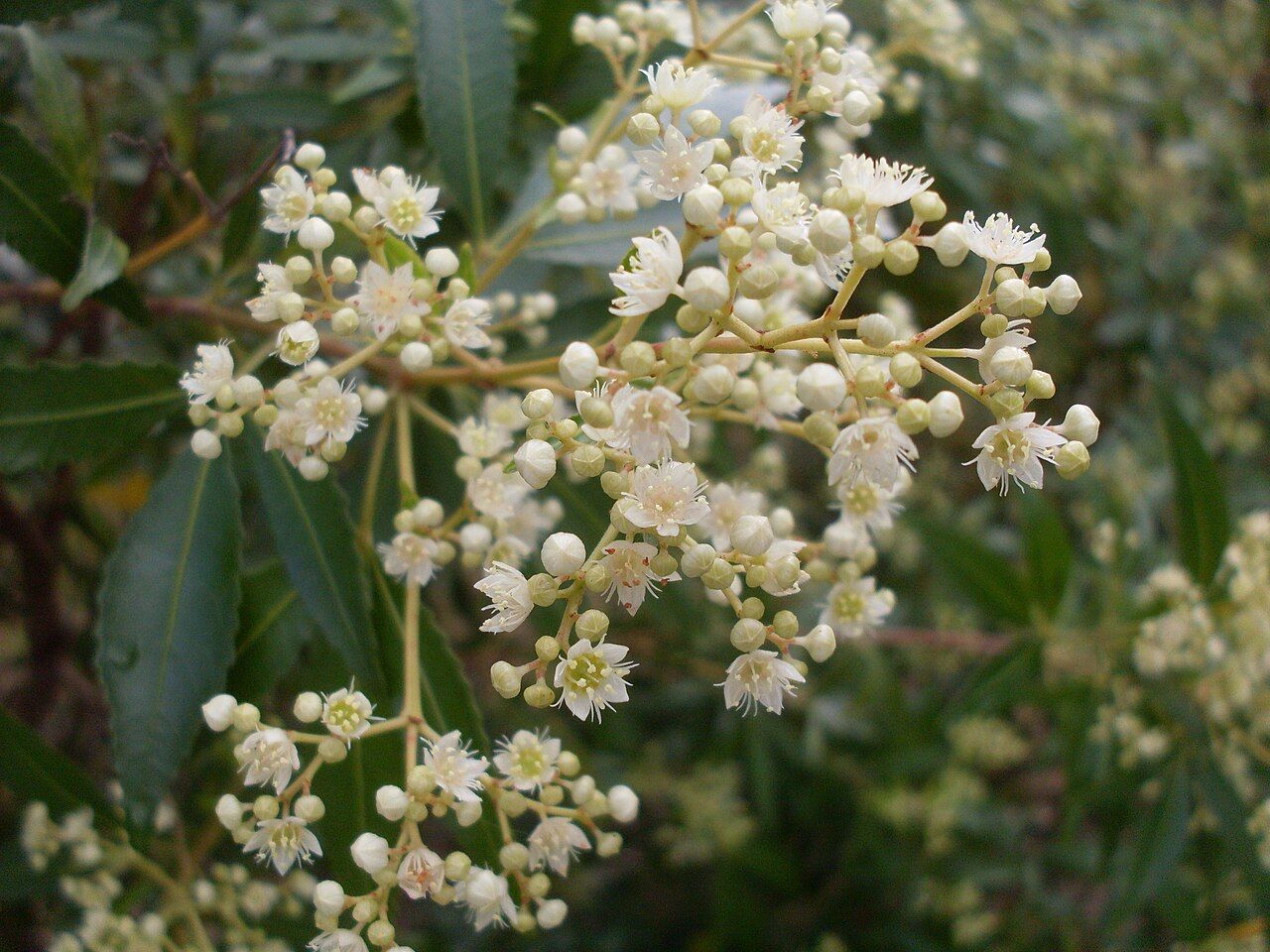 NSW Christmas bush in cream flower in October, Como NSW