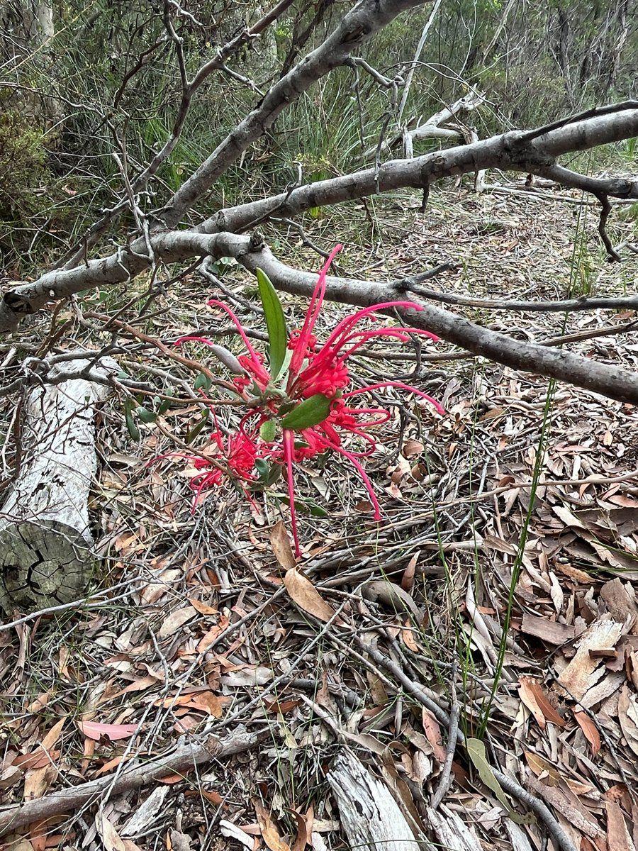 Bright red spidery flowers of red spider flower among narrow leaves, in North Wahroonga bushland