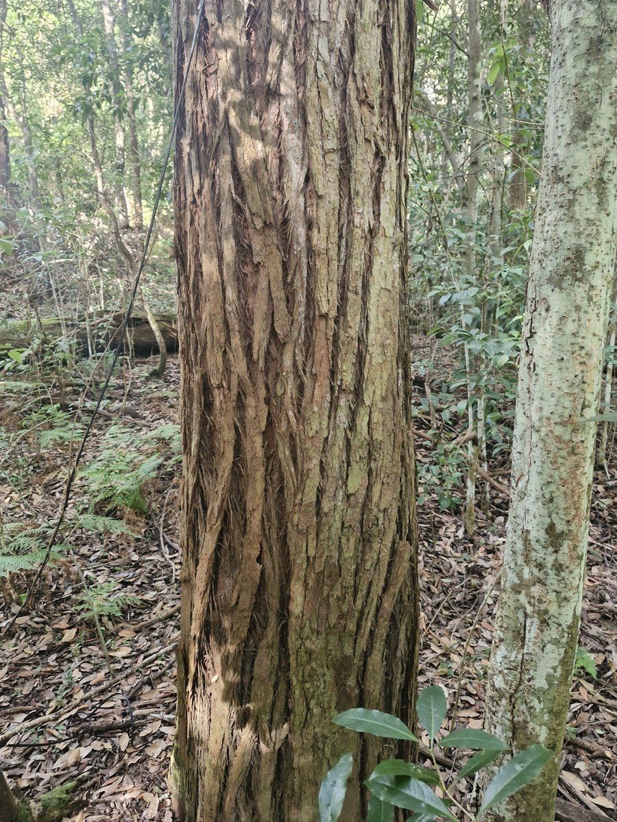 The thick, stringy, fibrous bark of a turpentine trunk in Ku-ring-gai bushland
