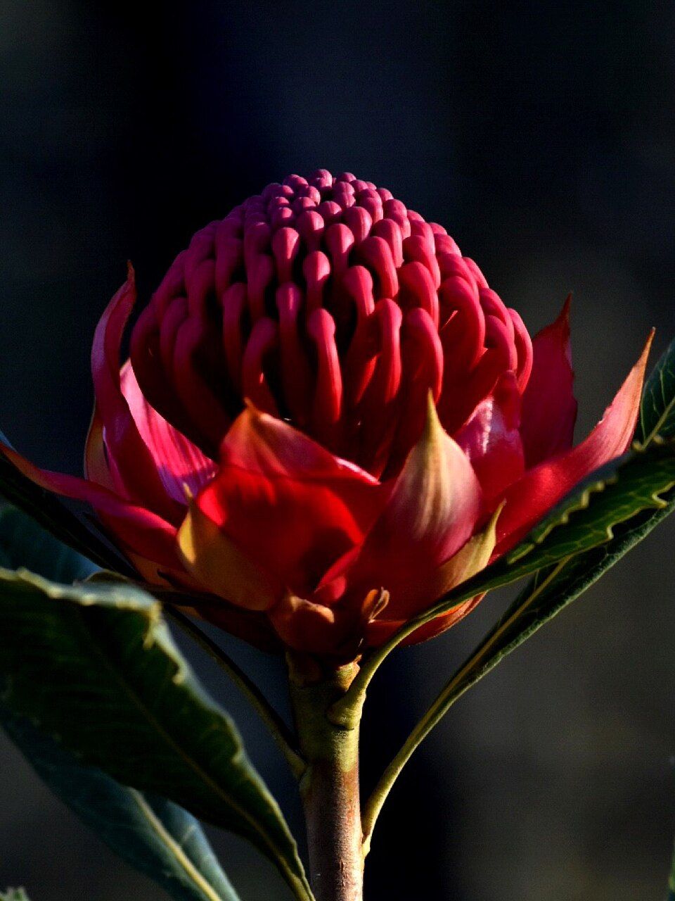 Red waratah (Telopea speciosissima) flower