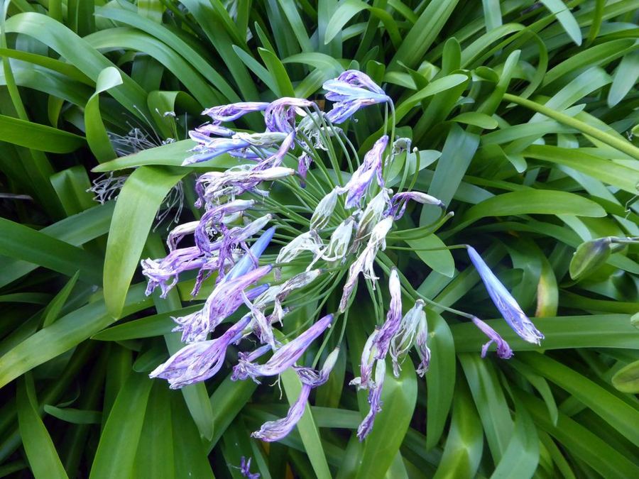 Agapanthus: a garden escape in Sydney