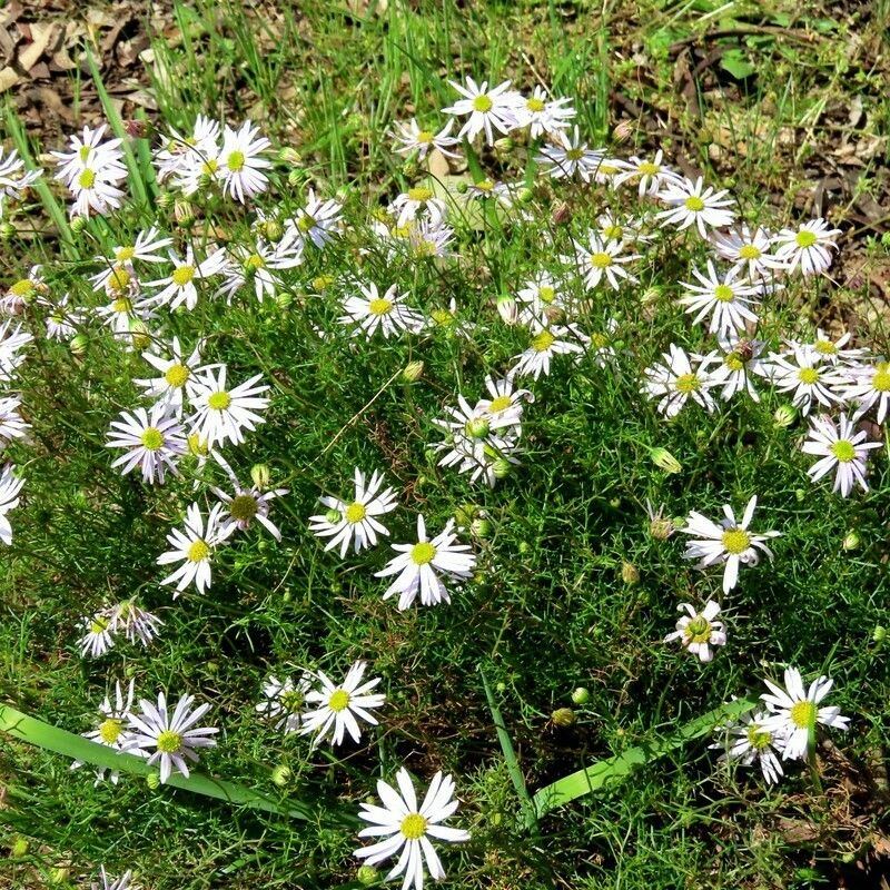 Native daisy (<em>Brachyscome multifida</em>): front-edge colour