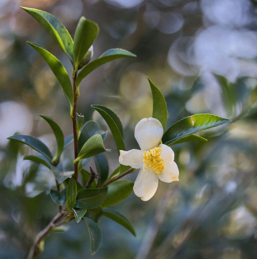 Sasanqua camellia (<em>Camellia sasanqua</em>)