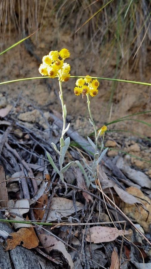 Common everlasting (<em>Chrysocephalum apiculatum</em>)