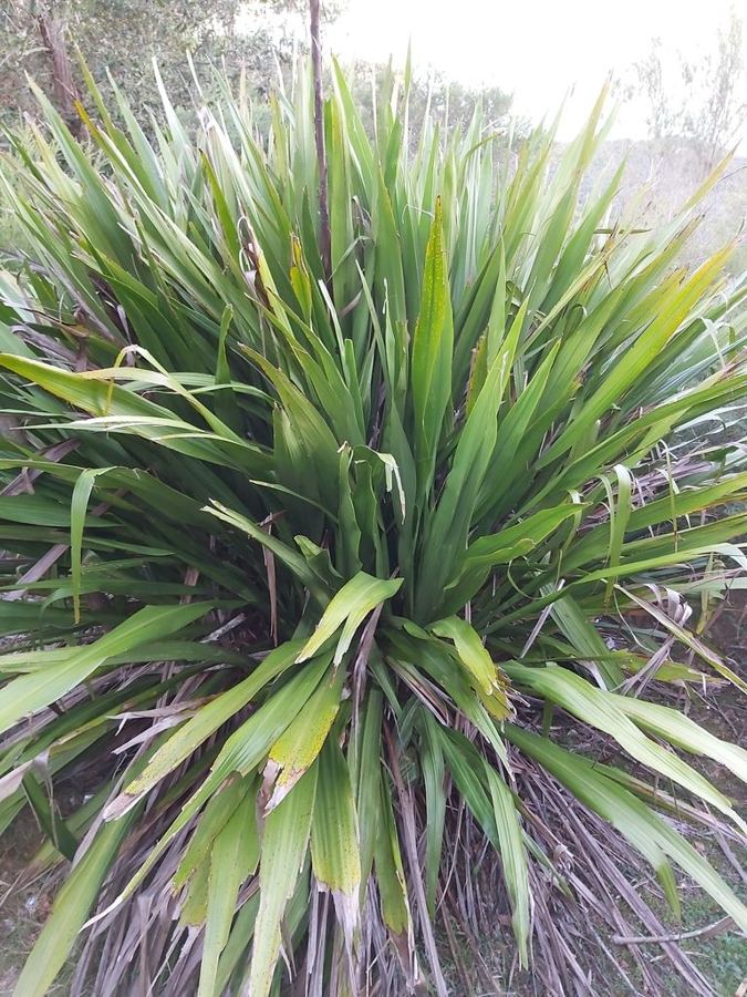 Gymea lily (<em>Doryanthes excelsa</em>): swap for canna