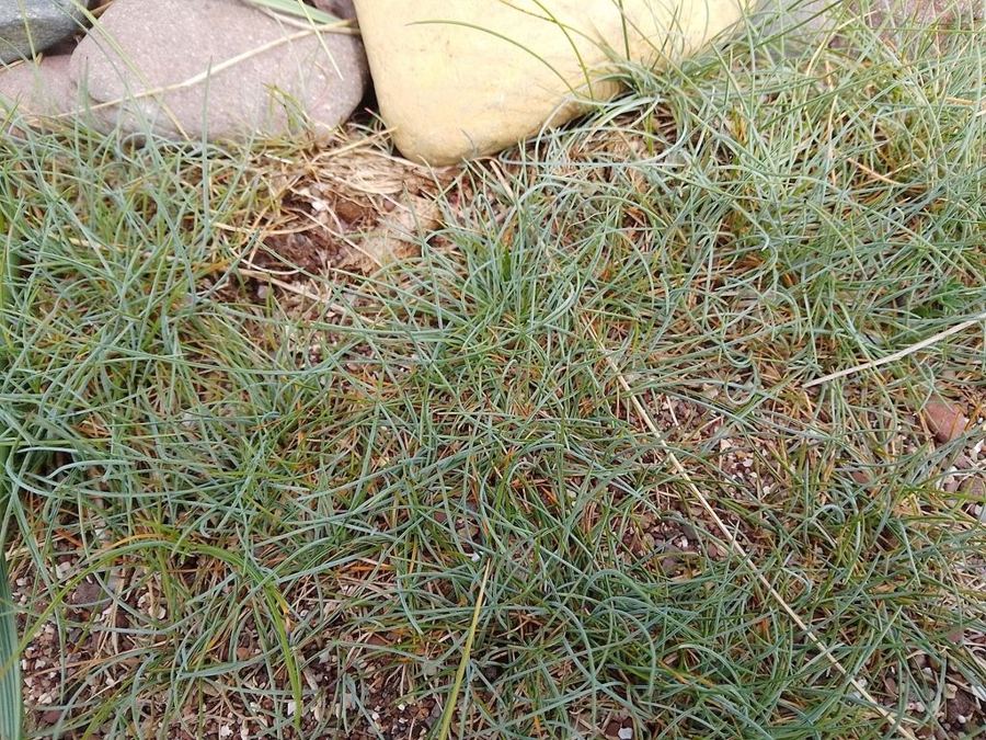 Blue fescue (<em>Festuca glauca</em>)