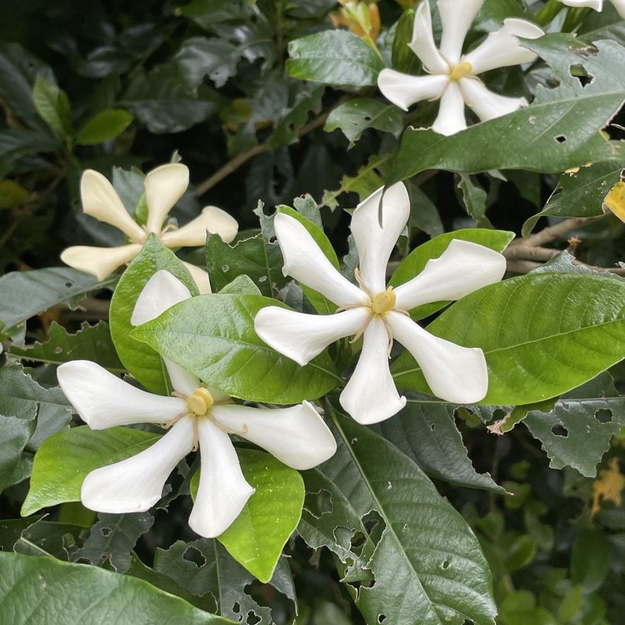 Gardenia (<em>Gardenia jasminoides</em>)