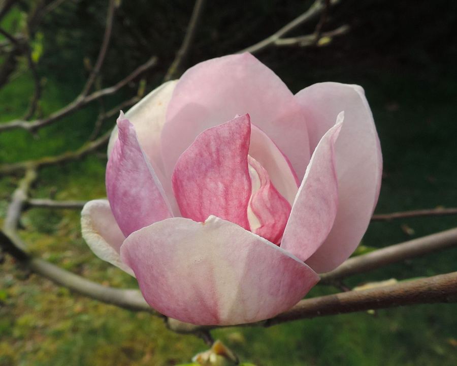 Saucer magnolia (<em>Magnolia × soulangeana</em>)