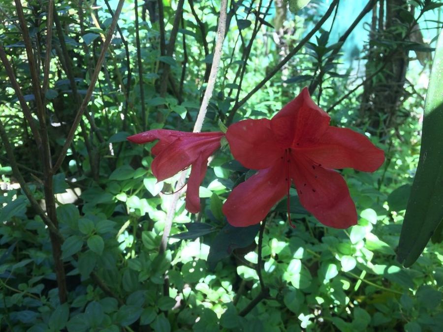 Azalea (<em>Rhododendron simsii</em>, a parent of many garden azaleas)