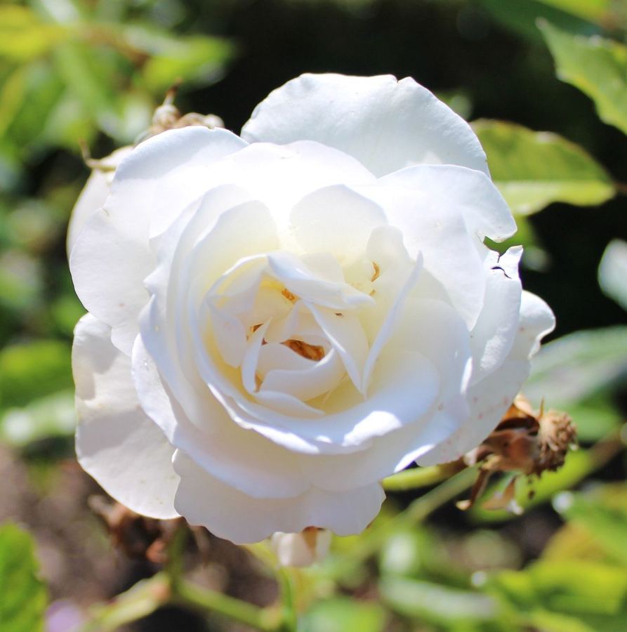 Rose 'Iceberg'