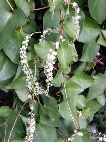 Anredera cordifolia