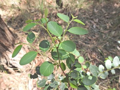 Breynia oblongifolia