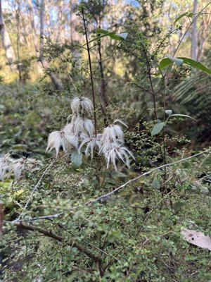 Clematis aristata