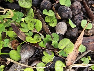 Dichondra repens