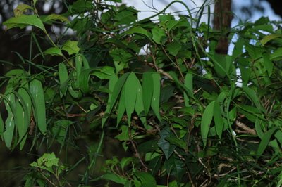 Eustrephus latifolius