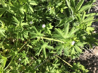 Geranium solanderi