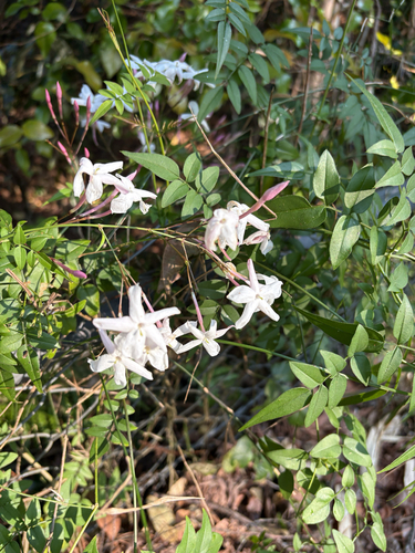 Jasminum polyanthum