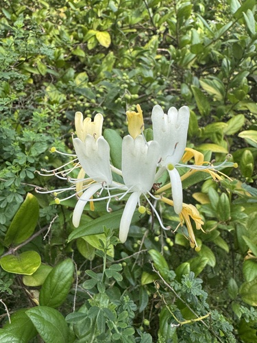Lonicera japonica