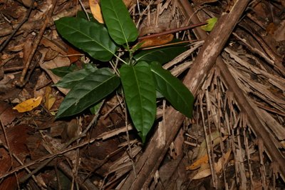 Marsdenia rostrata