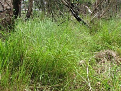 Microlaena stipoides