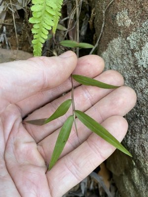 Oplismenus imbecillis