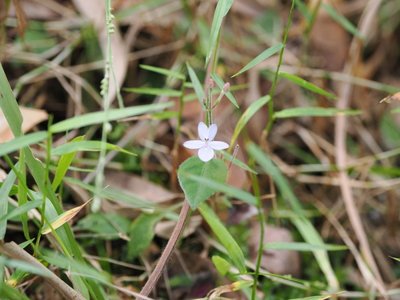Pseuderanthemum variabile