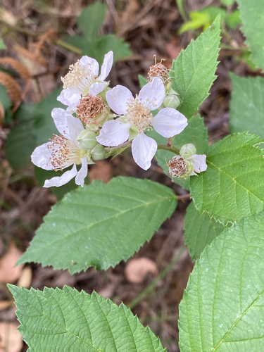 Rubus fruticosus
