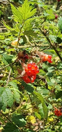 Rubus parvifolius