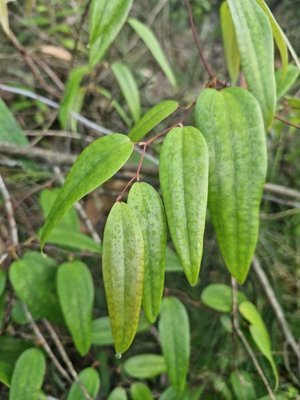 Smilax glyciphylla