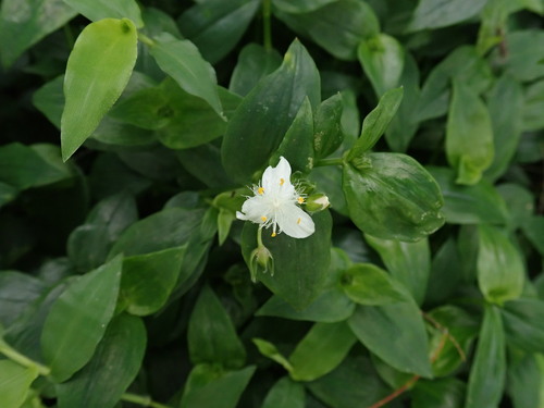 Tradescantia fluminensis