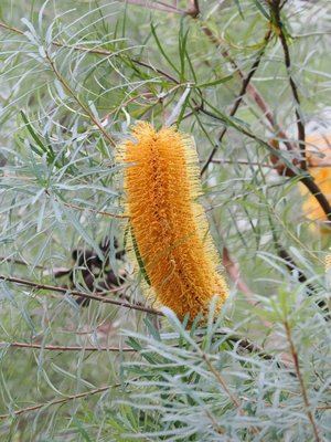 Hairpin banksia (Banksia spinulosa)