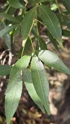 NSW Christmas bush (Ceratopetalum gummiferum)