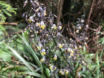 Blue flax-lily (Dianella caerulea)