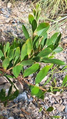 Wattles (Acacia longifolia)