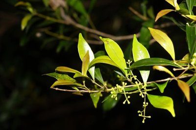 Lilly pilly (Acmena smithii)