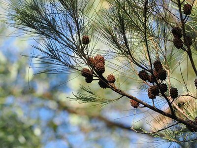 Black she-oak / forest oak (Allocasuarina littoralis)