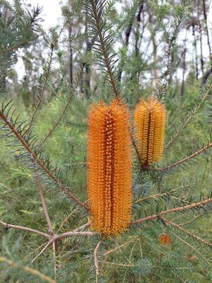 Heath-leaved banksia (Banksia ericifolia)