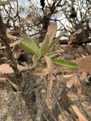 Old-man banksia (Banksia serrata)