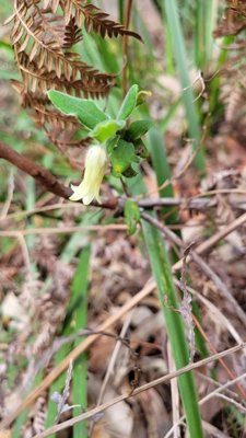 Hairy apple berry (Billardiera scandens)