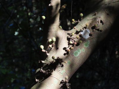 Sandpaper fig (Ficus coronata)