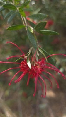 Red spider flower (Grevillea speciosa)