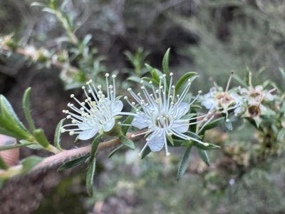 Tick bush (Kunzea ambigua)