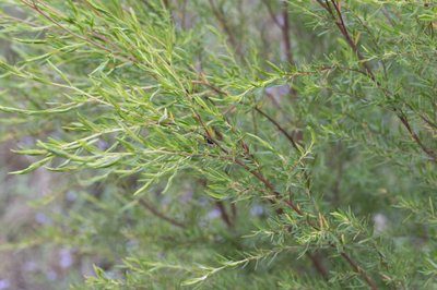 Tantoon / tea-tree (Leptospermum polygalifolium)