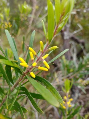 Geebungs (Persoonia linearis)